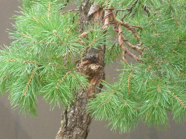 Detail