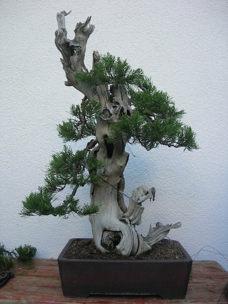 2013 mit neuer Schale