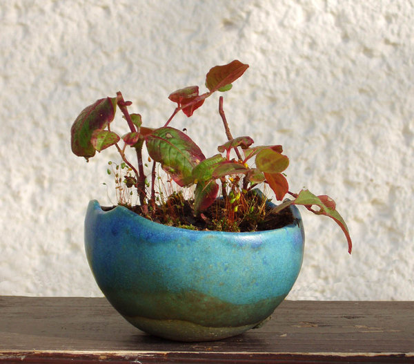 Persicaria capitata - diesen kleinen Knöterich hatte ich schon länger gesucht. Jetzt habe ich ganz unerwartet von Stephan mit ph zusammen mit dem "Feuerschälchen" ein paar Ranken erhalten :-) <br />Vielen, vielen Dank noch einmal dafür, Stephan!!!