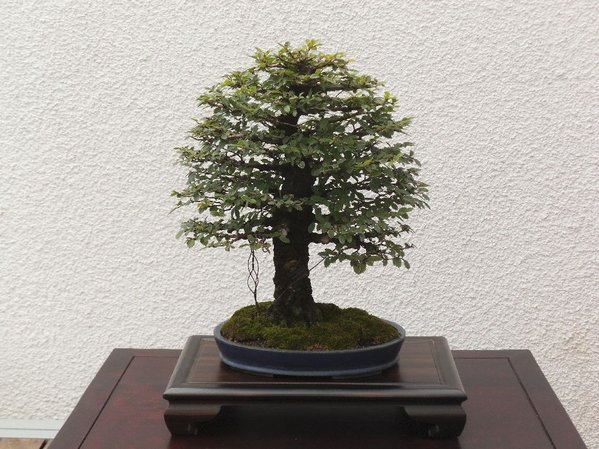 Japanische Ulme von Lil