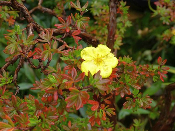 Potti II