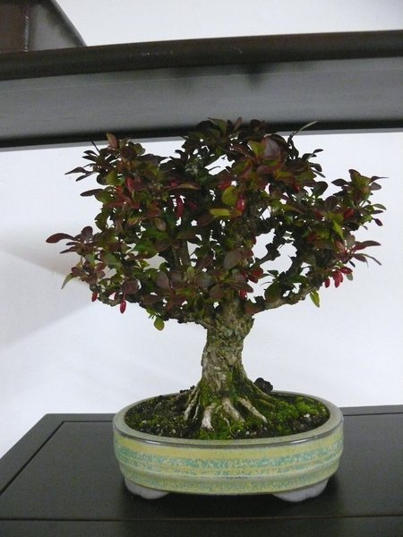 P1100753k.JPG