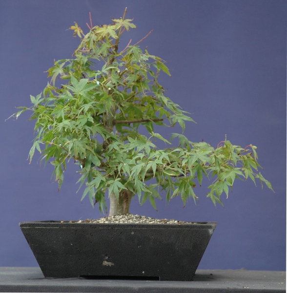 AcerKatsura0814.jpg