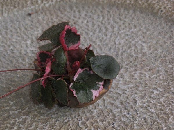 Saxifraga 'Tricolor'