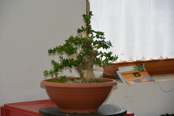 DSC_2812.JPG