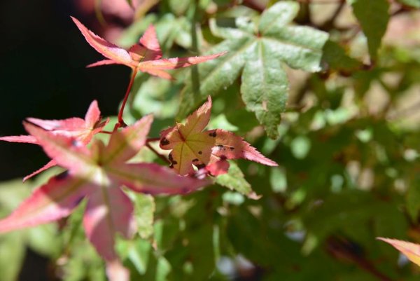 DSC_1481.jpg
