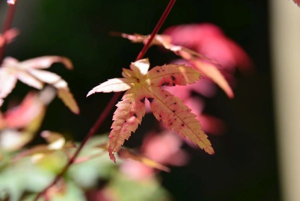 DSC_1482.jpg
