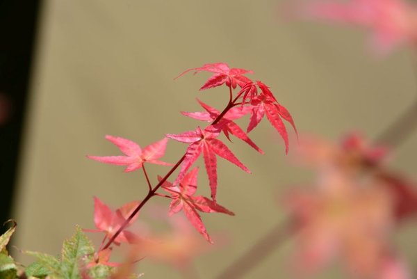 DSC_1486.jpg