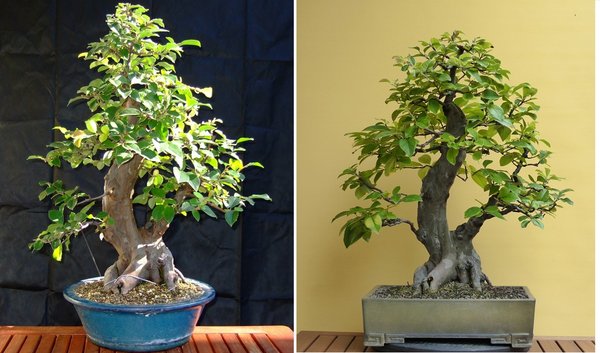 17Compr_Pseudocydonia sinensis_1 before after.jpg