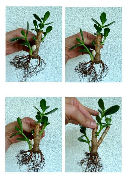 Geldbaum (Crassula ovata) 2.jpg