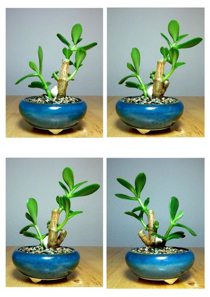Geldbaum (Crassula ovata) 3.jpg