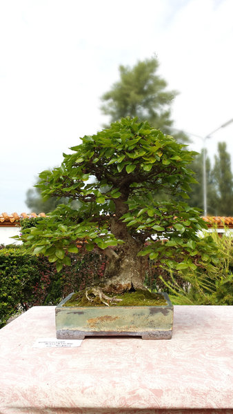 wien_donaupark_koreanische_hainbuche_1<br />Toller Baum und tolle Schale