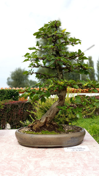 wien_donaupark_koreanische_hainbuche_2
