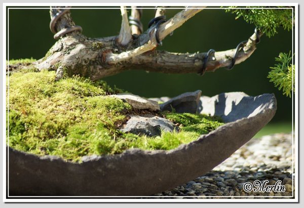 JuniperMerlin2014Sept_a4.jpg