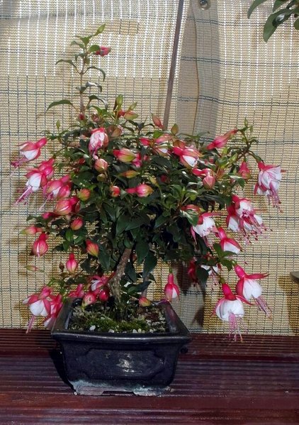 6fuchsie-2te-bluete9-14-1.jpg