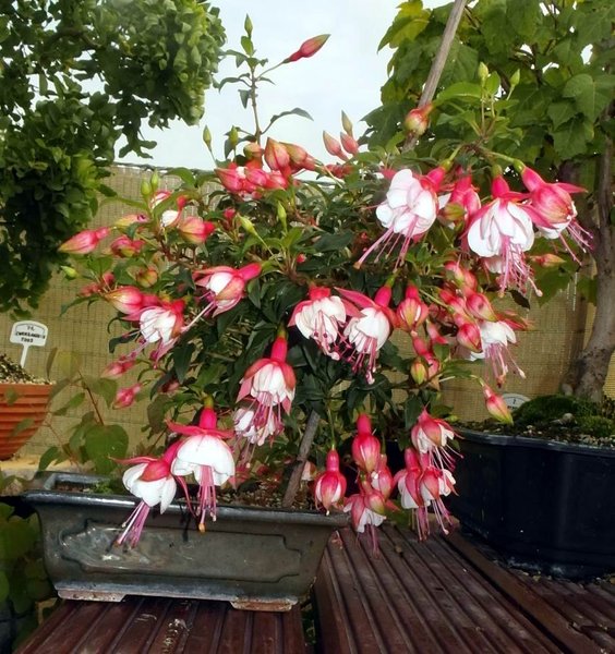 6fuchsie-2te-bluete9-14-2.jpg