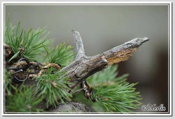SylvestrisSept2014BearbeitetMerlin4.jpg