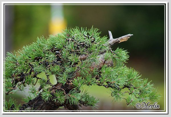 SylvestrisSept2014BearbeitetMerlin5.jpg