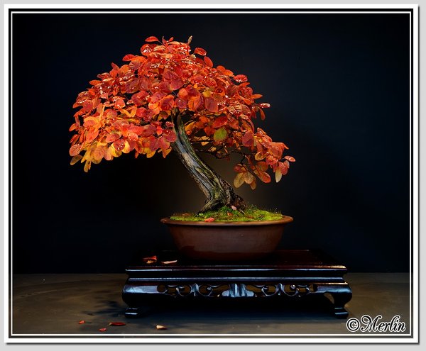 PerückenherbstMerlin2014_1.jpg