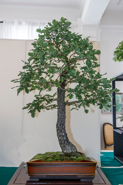 quercus_cerris_unglazed5.jpg