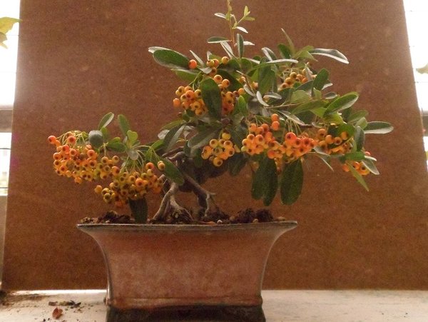 bonsai 002a..jpg