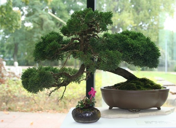 der schönste Nadelbaum