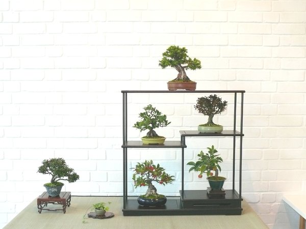 Beim Apfelbäumchen in meinem Shohin-Display wurde der vorderste Apfel entwendet! So eine Gemeinheit!
