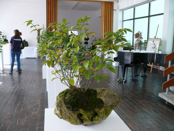 Cotoneaster bullatus - zart und elegant! Gefiel mir sehr