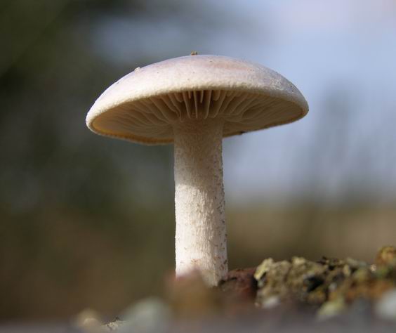 Mykorrhiza 4.jpg