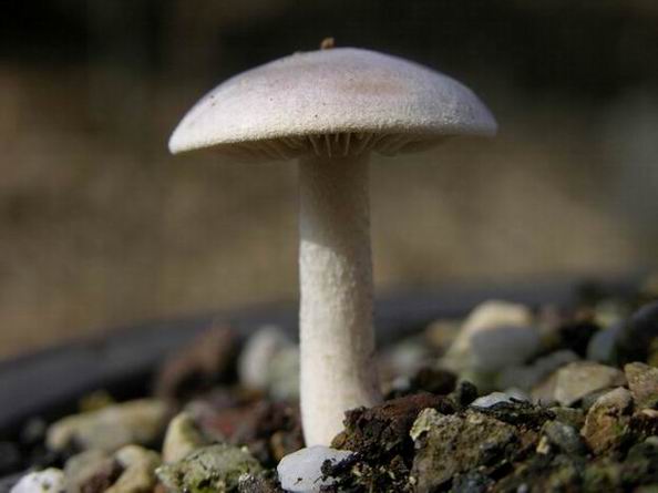 Mykorrhiza 3.JPG