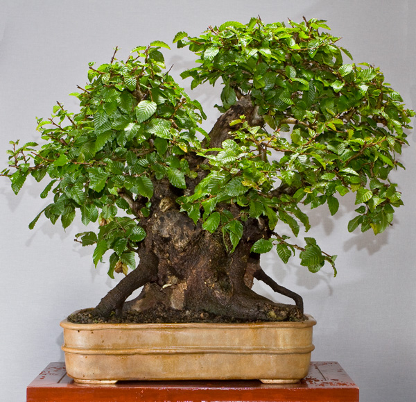 Carpinus_orientalis_1_2014_1_small.jpg