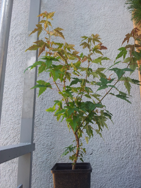 17.9.2014<br />Höhe: 58cm<br />Stammdurchmesser: 0,9cm