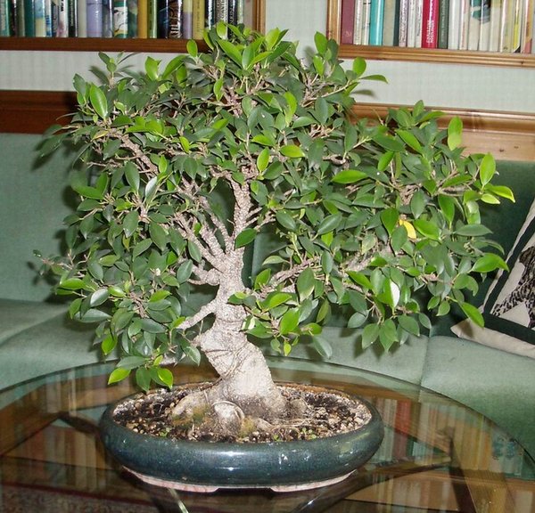 ficus-gusti2006-3.jpg
