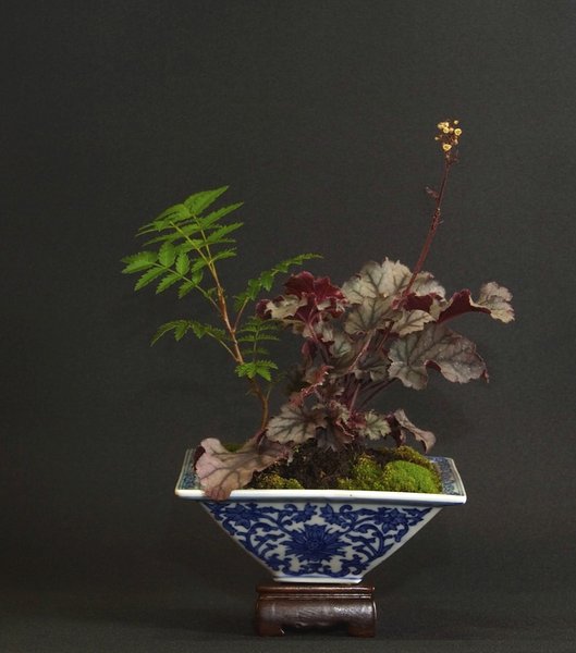 Purpurglöckchen, Eberesche - Schale Shengzeng ?