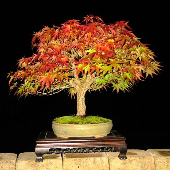 frank,arakawa-herbst2014.JPG