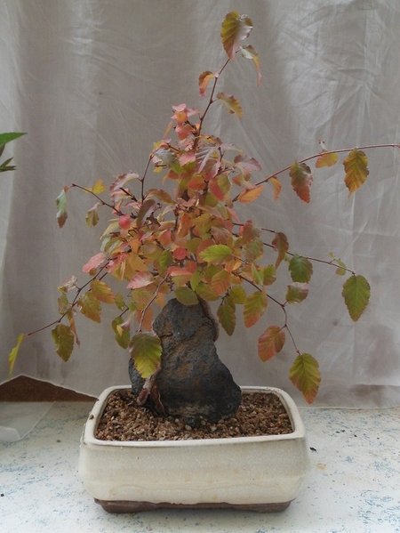herbst 027a..jpg