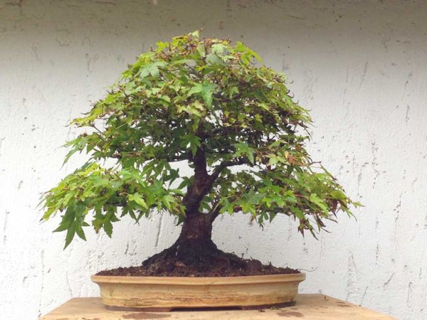 acer palmutum.jpg
