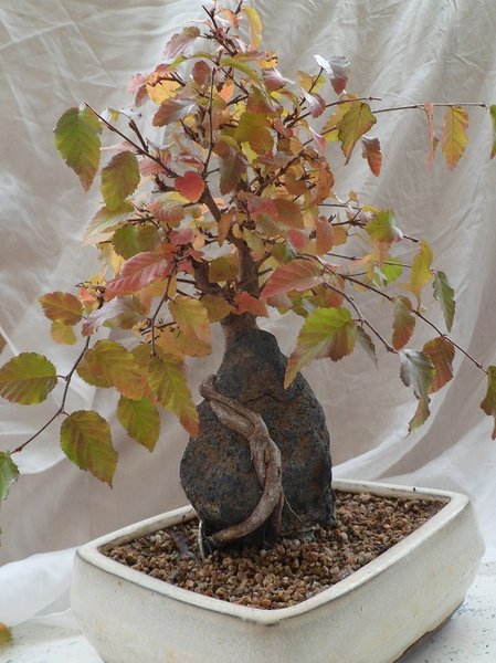 herbst 029a..jpg