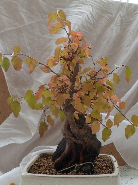 herbst 028a..jpg