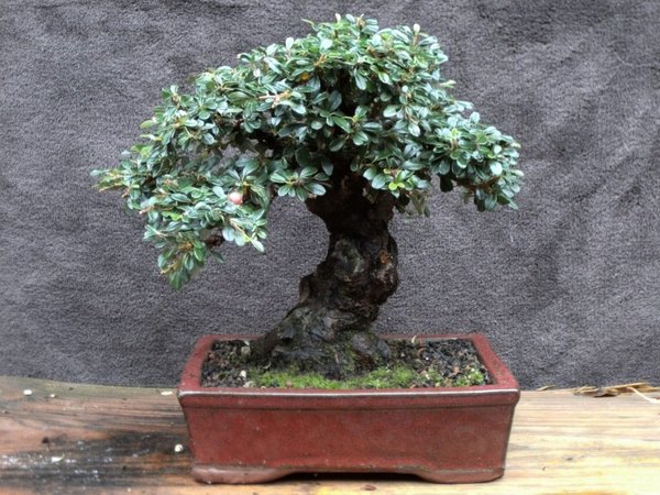 Cotoneaster microphyllus