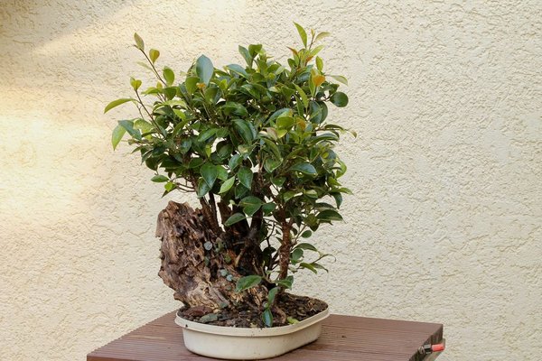 Ficus auf Totholz