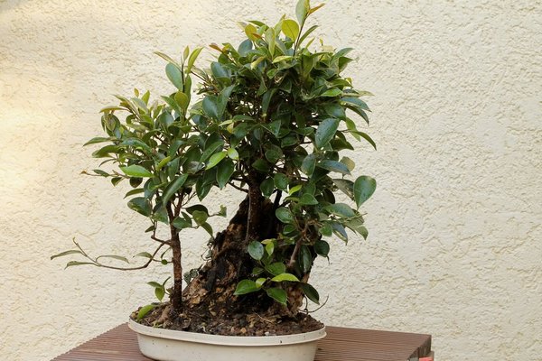 Ficus auf Totholz