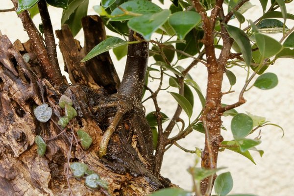 Ficus auf Totholz