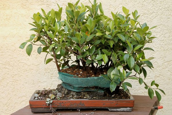Ficus auf Lavastein