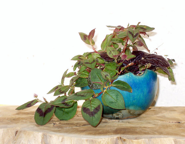 Persicaria-capitata01-05small.jpg