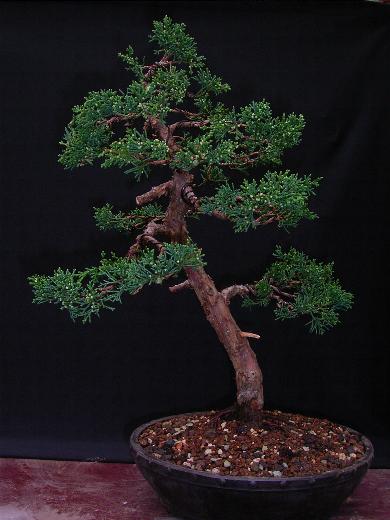 J. chinensis.JPG