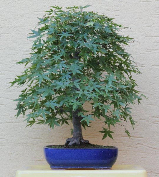 Grüner Fächer Ahorn, Acer palmatum