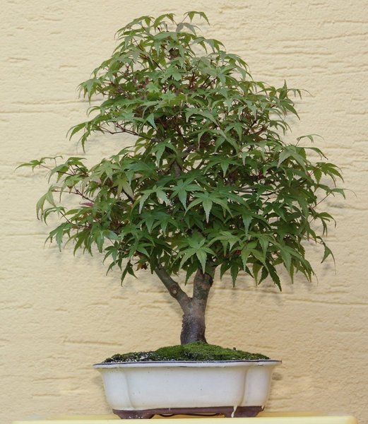 Roter Fächer Ahorn, Acer palmatum deshojo