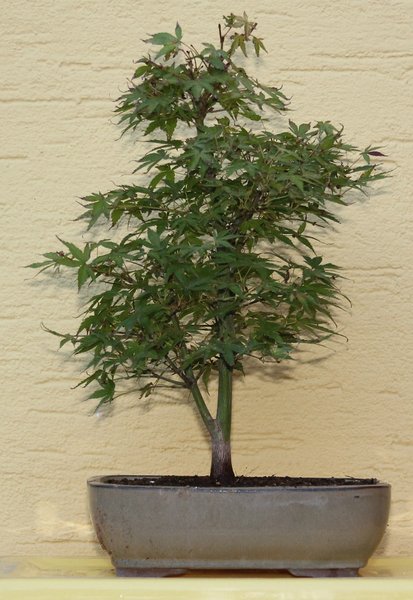 Acer palmatum katsura