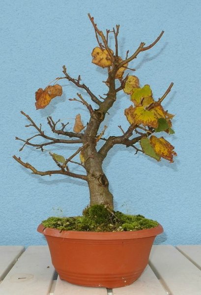 64sommerlinde10-14herbst.jpg
